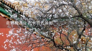 贵州旅游什么季节去最好